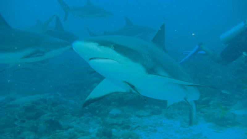 Shark dive,RoatanHonduras