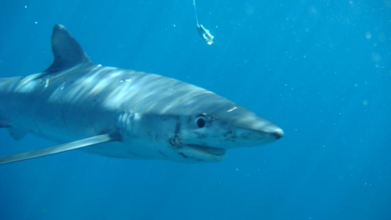 shark dive off the Seaturtle