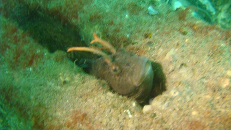 Blenny off Far Rockaway