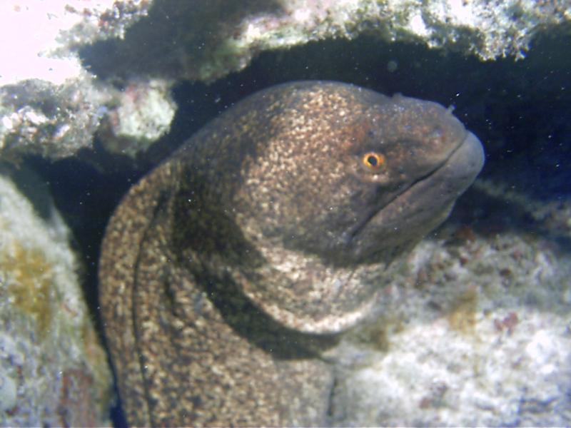 Moray Eel - Kona, HI