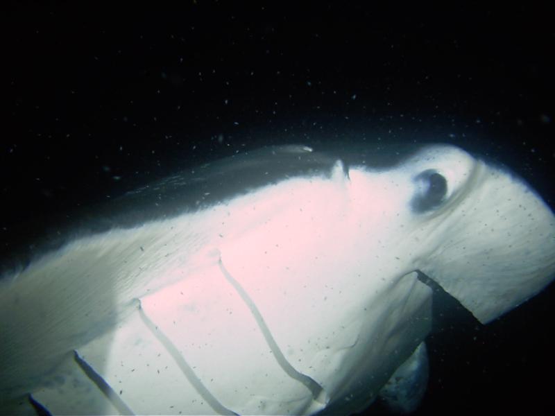 Manta Ray - Kona, HI