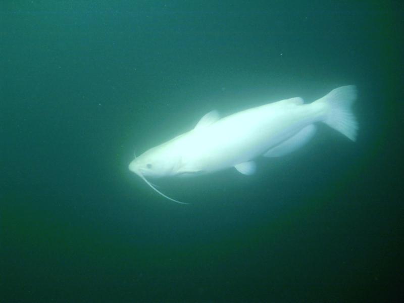 Albino Catfish - Mermet Springs