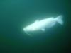 Albino Catfish - Mermet Springs