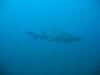 Spar Shark