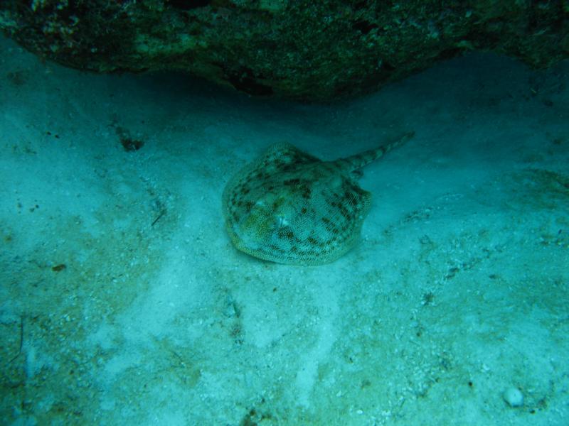 Cozumel Electric Ray