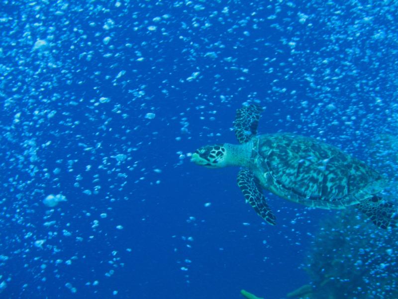 Turtle likes bubble shower