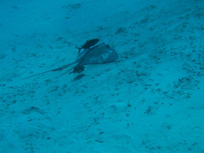 fish picking on a ray