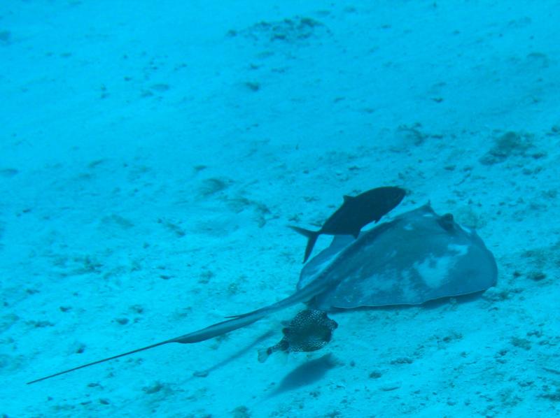 Puffer chases fish and Ray