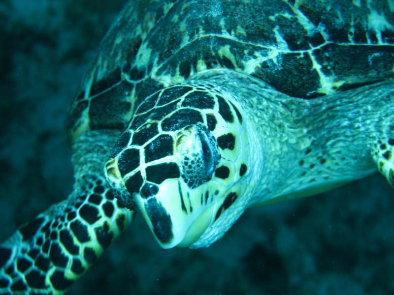 Cozumel turtle