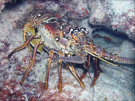 bonarian lobster