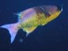 wrasse