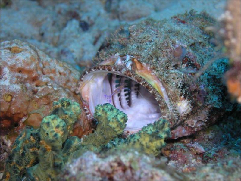 scorpian fish with shrimp cleaning inside mouth