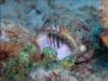 scorpian fish with shrimp cleaning inside mouth