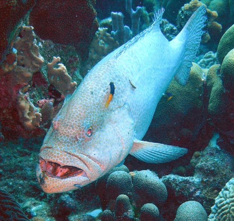 grouper @ cleaning station