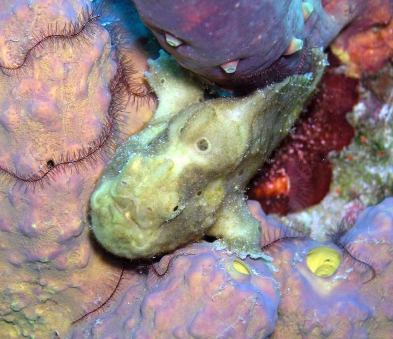 frog fish