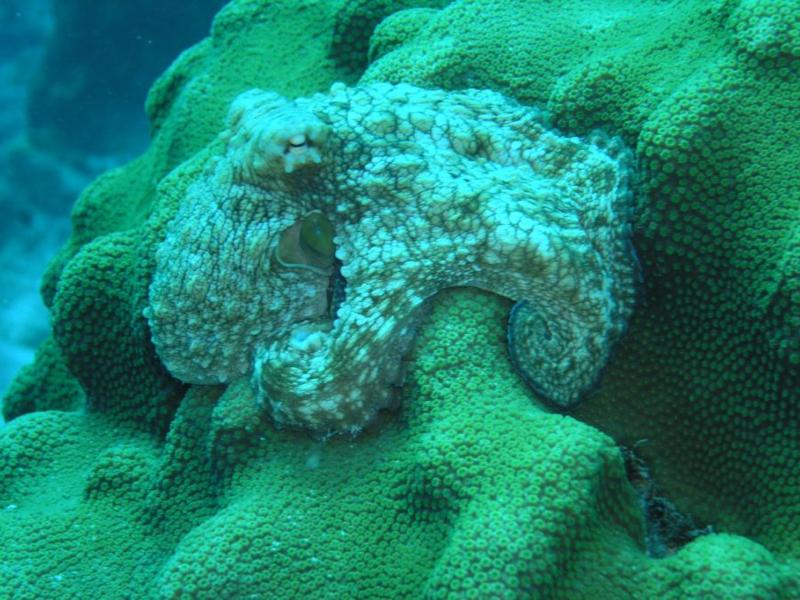 octopus