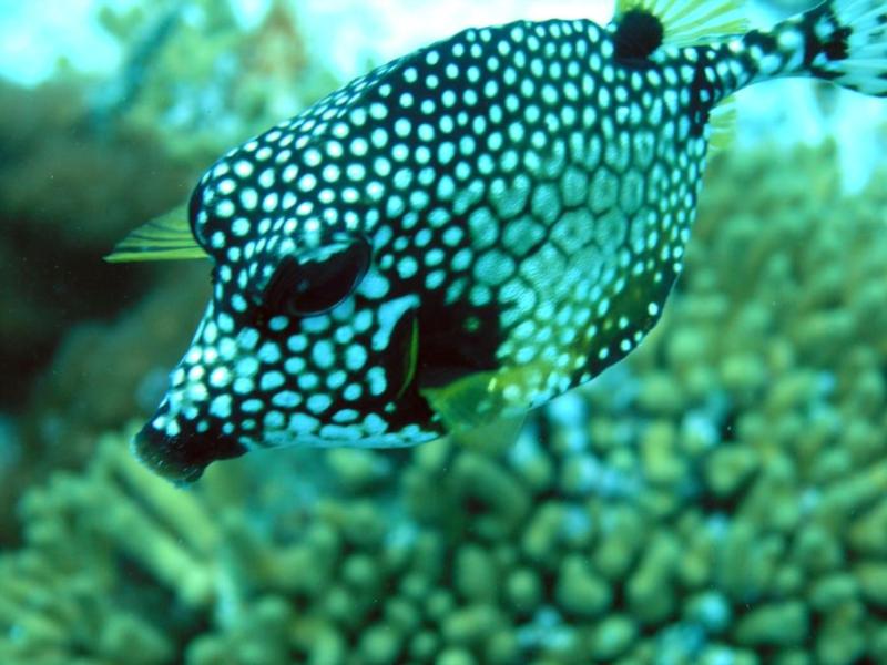 trunk fish