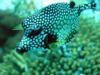 trunk fish