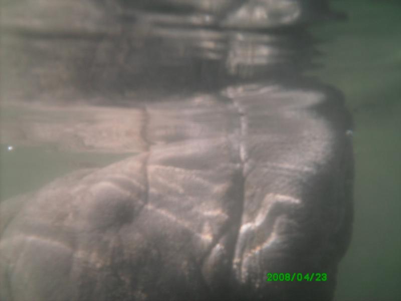 Manatees in Crystal River BIRD’s Underwater AWESOME Adventure.....
