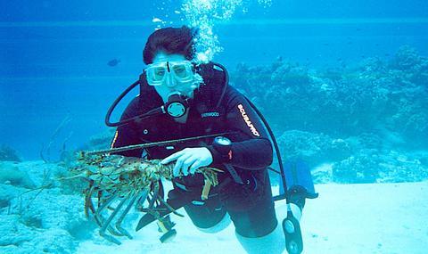 Lobster molt in Cozumel
