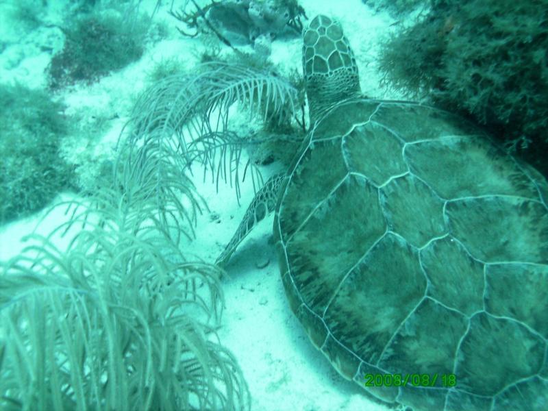 First Turtle of the Trip
