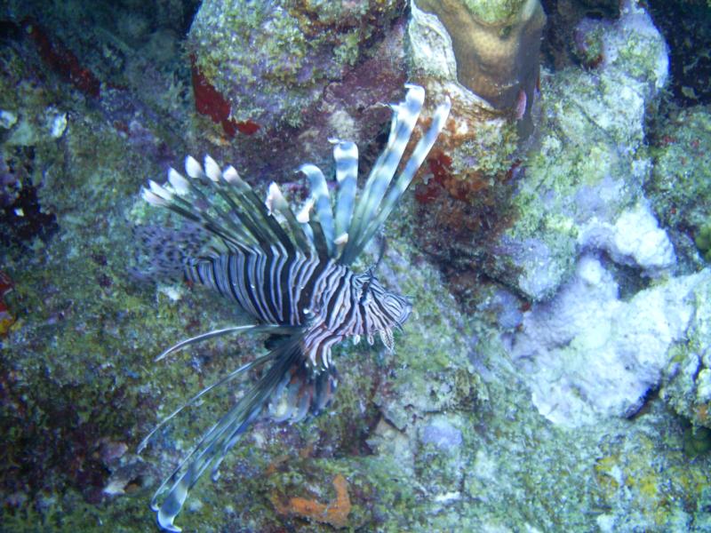 lion fish Aruba