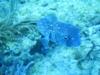 pufferfish/West Palm beach