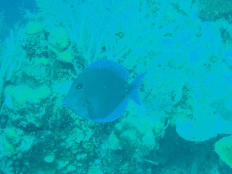 Blue Tang