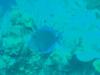 Blue Tang
