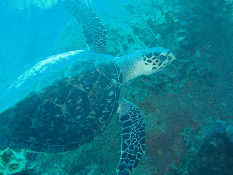 SEA TURTLE AT THE ANCHOR, GRAND TURK ISLAND