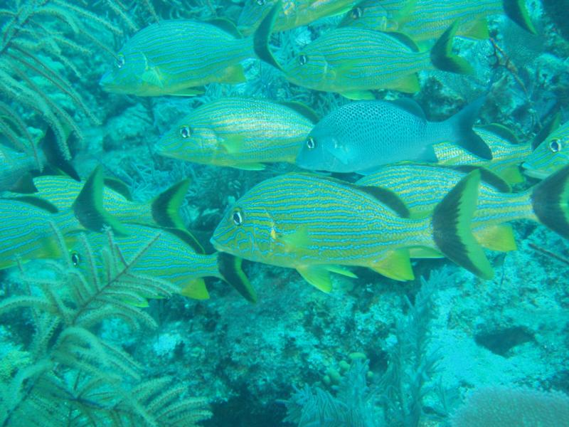 MANY FISH ON THE REEF