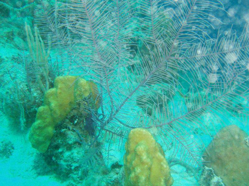 BEAUTIFUL REEFS, TURK ISLAND