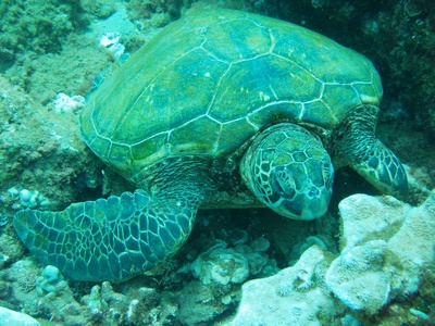 A GREEN SEA TURTLE NEAR BLACK ROCK, MAUI