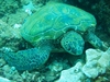 A GREEN SEA TURTLE NEAR BLACK ROCK, MAUI