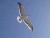 SEA GULL, LINCOLN CITY OREGON