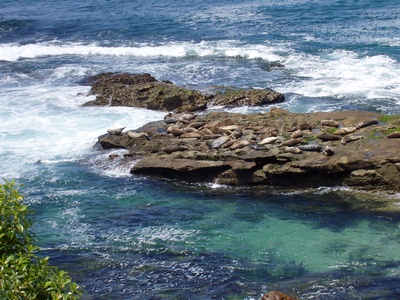 SEAL ROCK, LA JOLLA CALIFORNIA