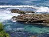 SEAL ROCK, LA JOLLA CALIFORNIA