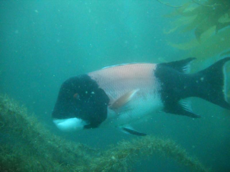 Anacapa Island Dive 034