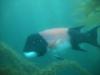 Anacapa Island Dive 034