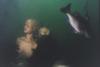 Diving @ Circle Twin Quarries