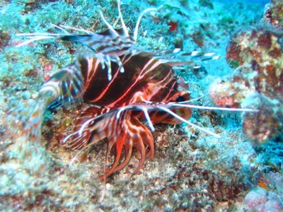 Hawaiian Lion Fish