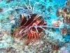 Hawaiian Lion Fish