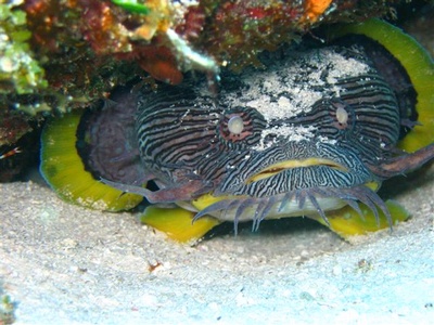 Cozumel Toadfish
