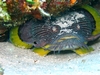 Cozumel Toadfish