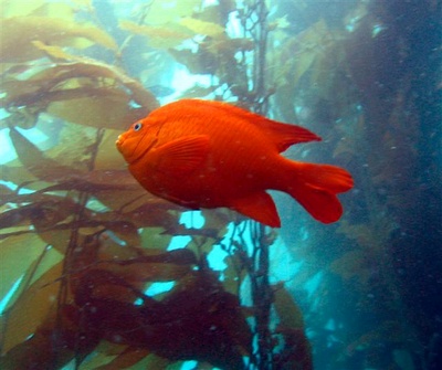 Catalina Garabaldi in Kelp Forest