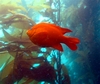 Catalina Garabaldi in Kelp Forest