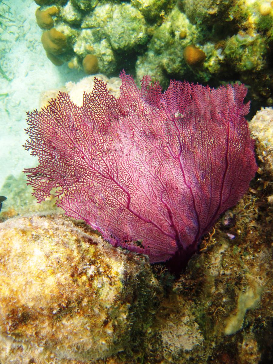 Sea Fan, Honduras