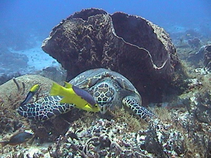 tortuga