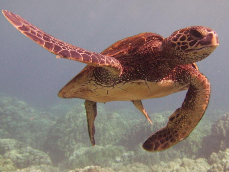 Turtle in Kona, HI