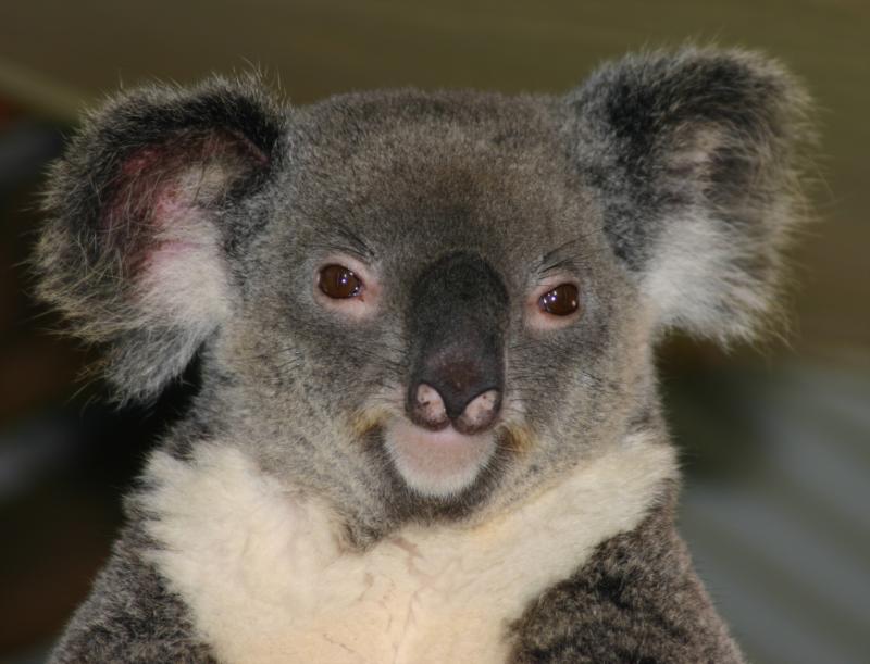 Australian Koala